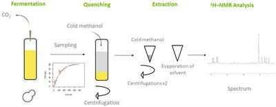 Endo metabolomic profiling of flor and wine yeasts reveals a positive correlation between intracellular metabolite load and the specific glycolytic flux during wine fermentation